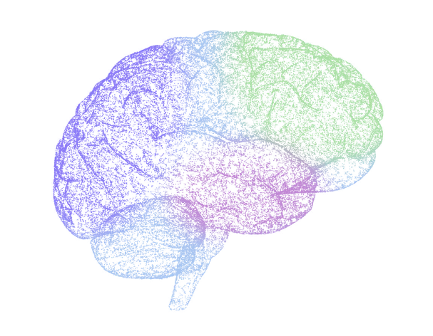 Illustration of the connections in a reading brain